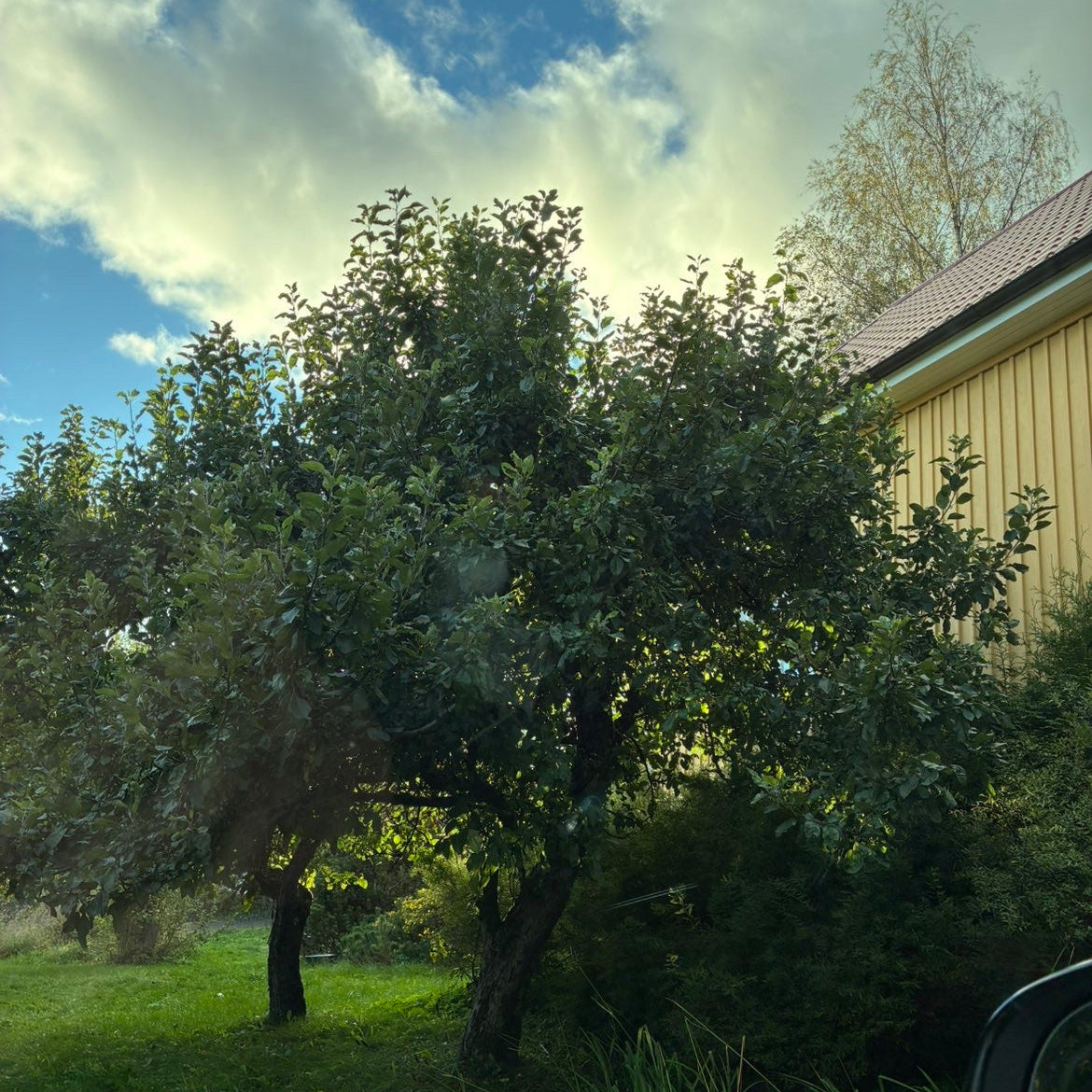 Omenapuun hoitoleikkaus vuosittainen leikkaus Turun seudulla. Parantaa satoa ja edistää omenapuun terveyttä hoitoleikkaus Turku Jassoo Kiinteistöpalvelut