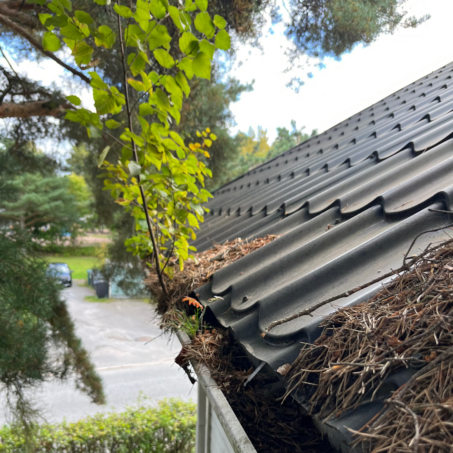 Ränni täysin tukossa neulasista ja kasvustostae, mutta Jassoo kiinteistöpalvelut tyhjentää ja puhdistaa rännit nopeasti ja edullisesti Turun seudulla.